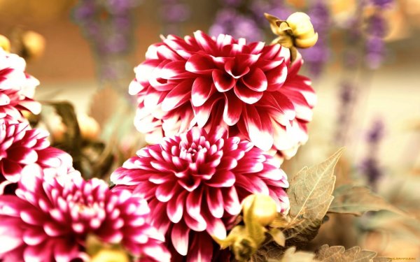 георгины большие