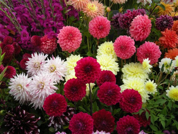 георгина однолетняя