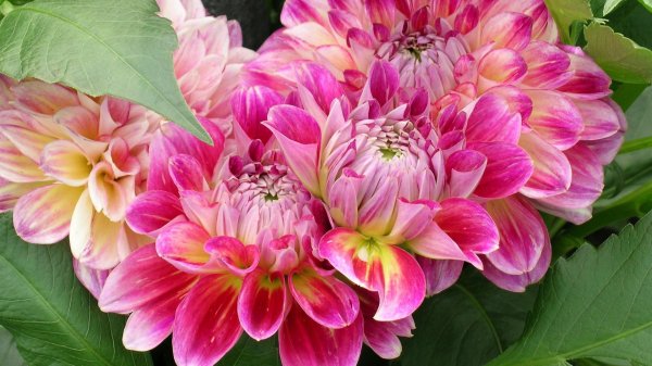 георгин хальмарк