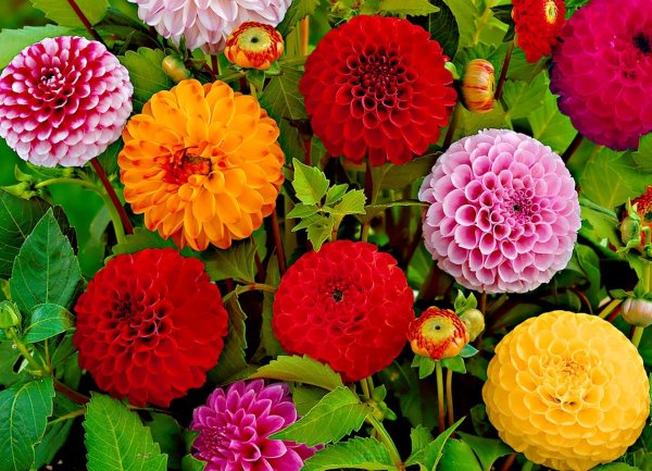 георгина помпонная смесь