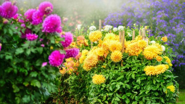 бархатцы рудбекия вербена