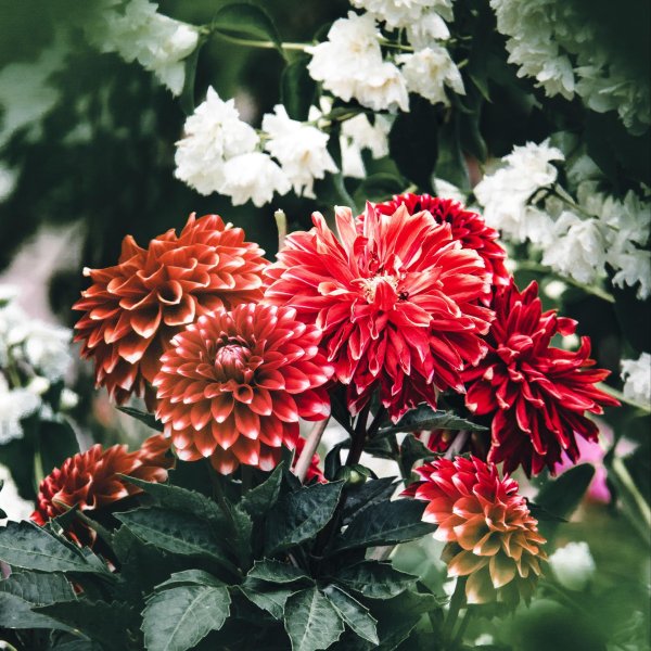 георгина красная