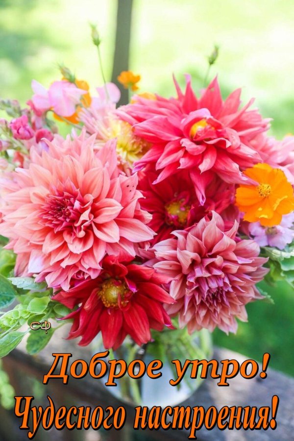 добра утра