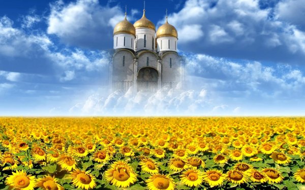 поле подсолнух