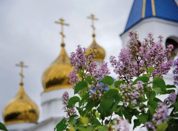 цветет сирень