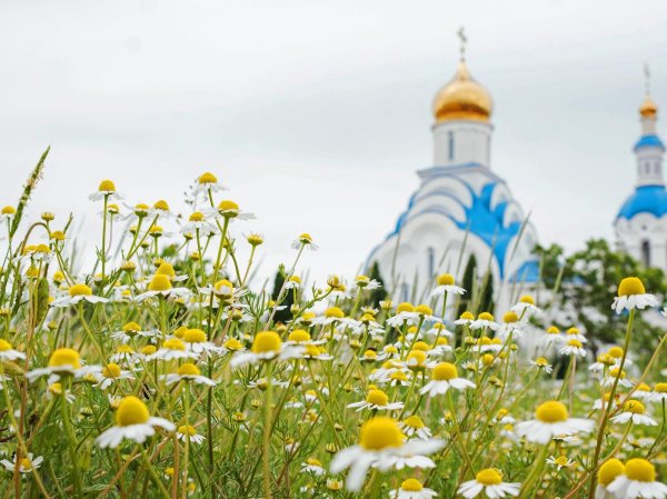 ромашковое поле