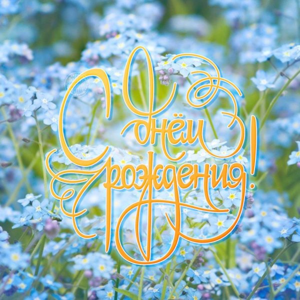 незабудка голубая