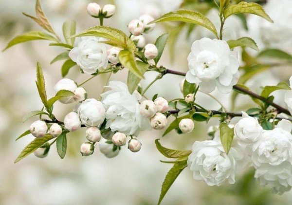 чубушник жемчуг