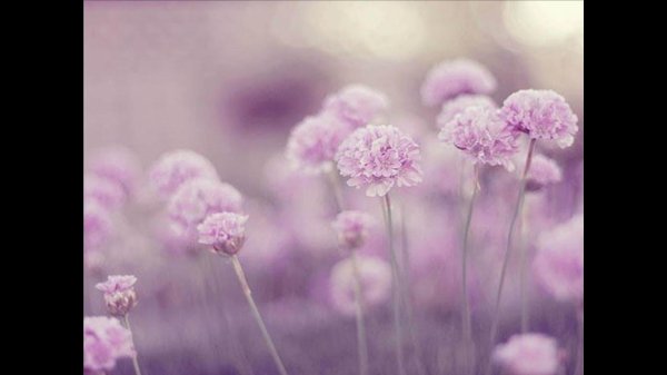 нежные тона