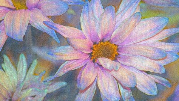 хризантемы живопись