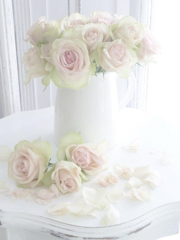 нежно розовая роза