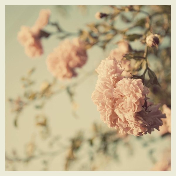 нежнейшие цветы