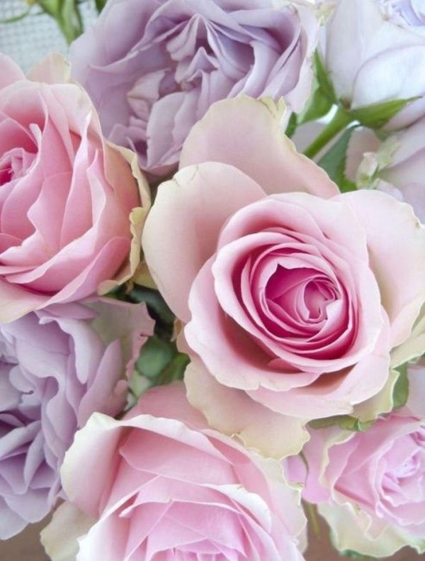 пудровая роза