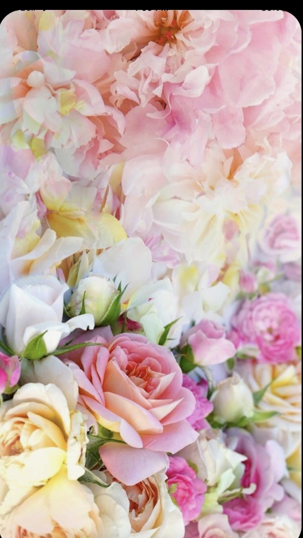 цветочные фоны