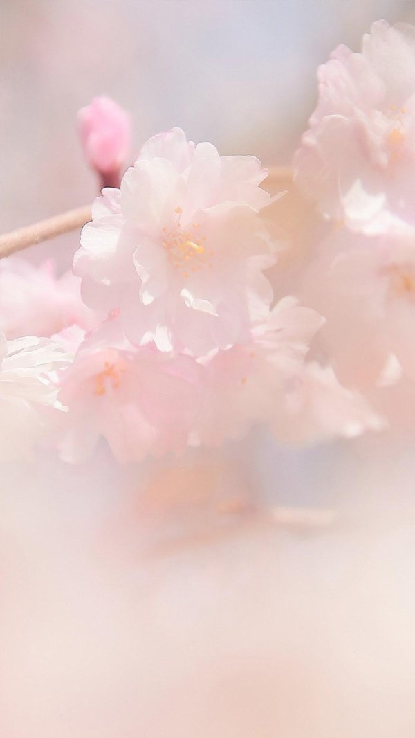 нежные цветочки