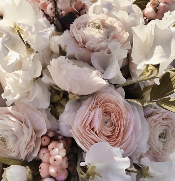 ранункулус клуни