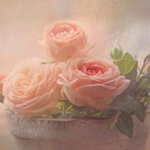 нежная роза