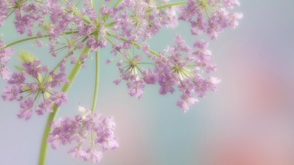 полевой цветок