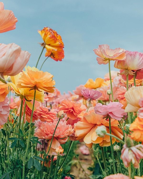 летние цветы