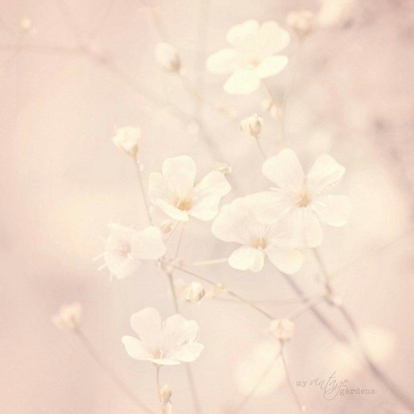 нежные тона