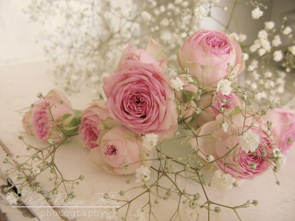 ранункулюс шебби шик