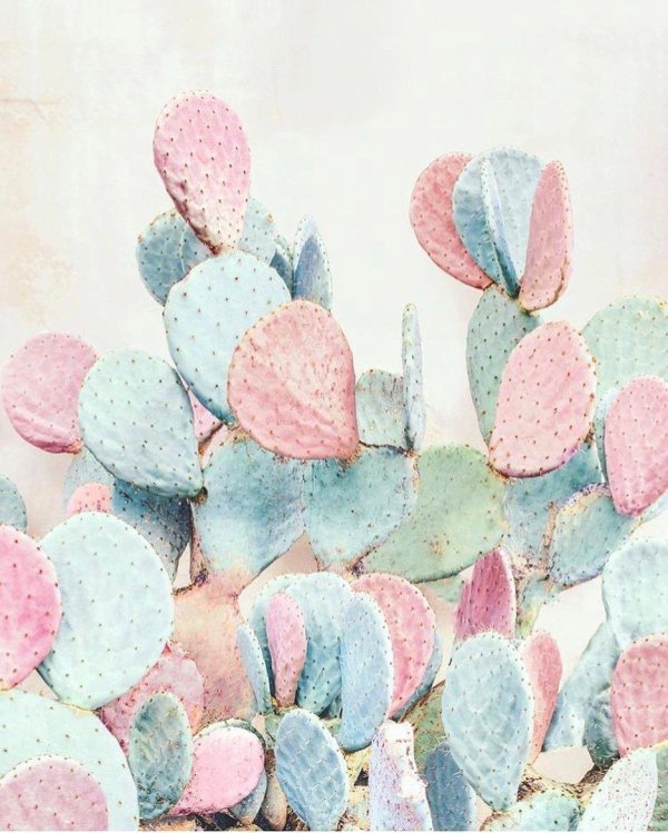 суккулент кактус