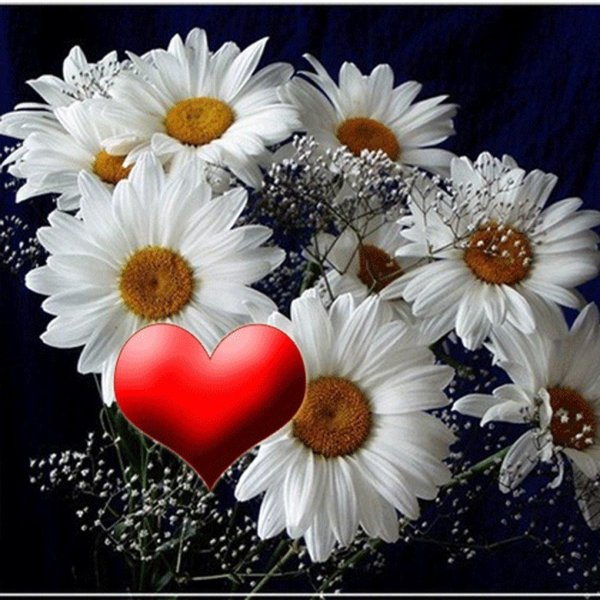 ромашки сердечком