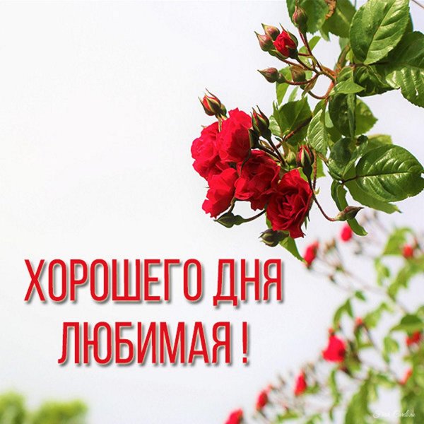 хорошего дня любимой девушке