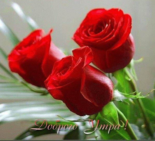 роза гулдор