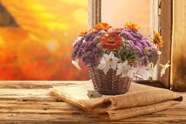 осенние цветы