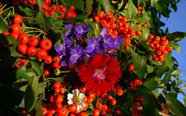 сентябрьские цветы