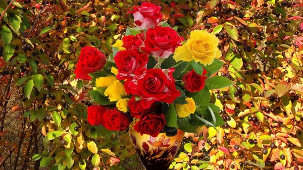 розы осенью