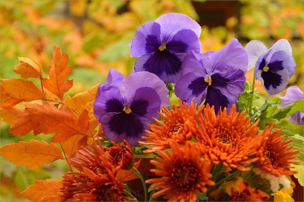 анютины глазки