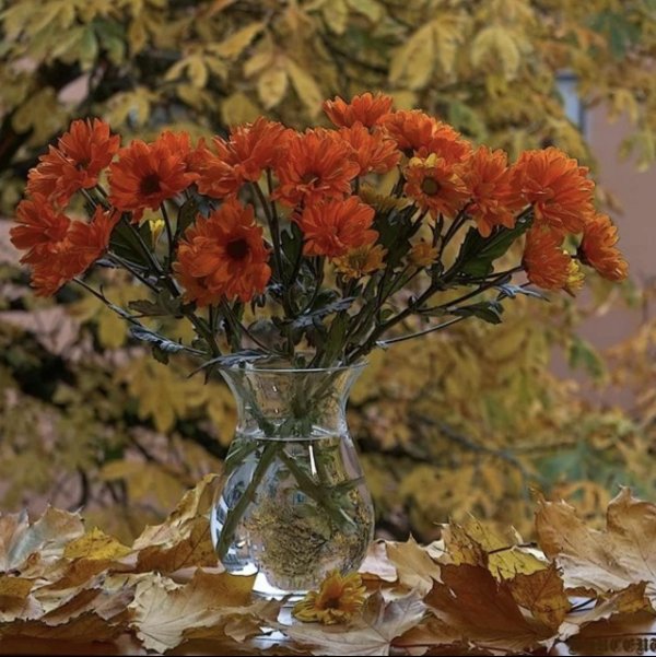 осенние цветы в вазе
