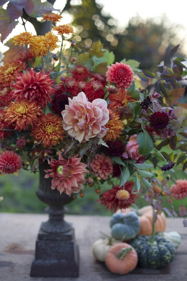 эрин бензакейн георгины