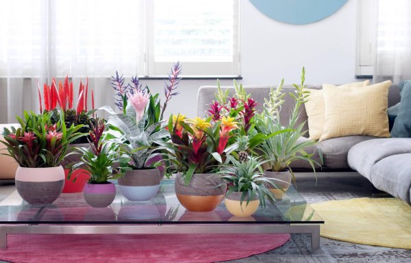 бромелия микс d12