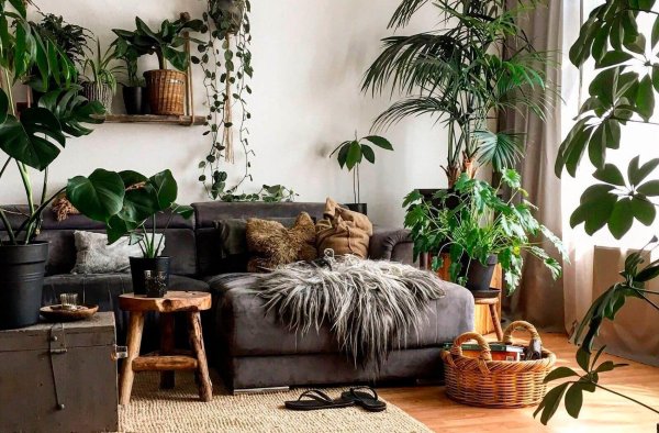 растения в интерьере квартиры