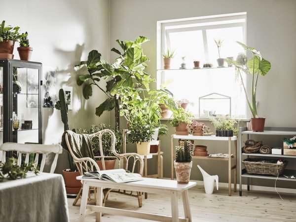 сатсумас икеа