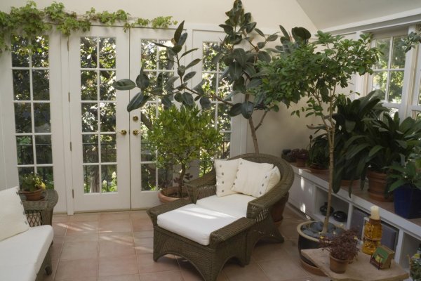 фикус фитодизайн