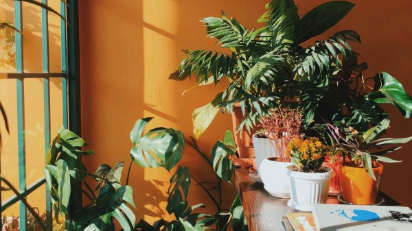 комнатные растения эстетика