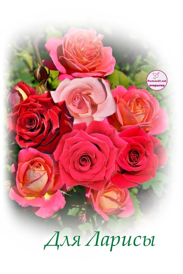 Девушка лариса