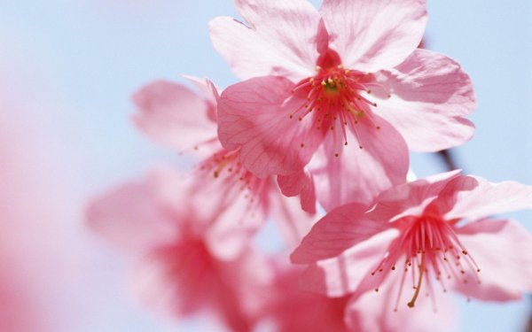 японская вишня цветение