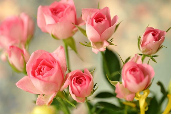 роза нежная