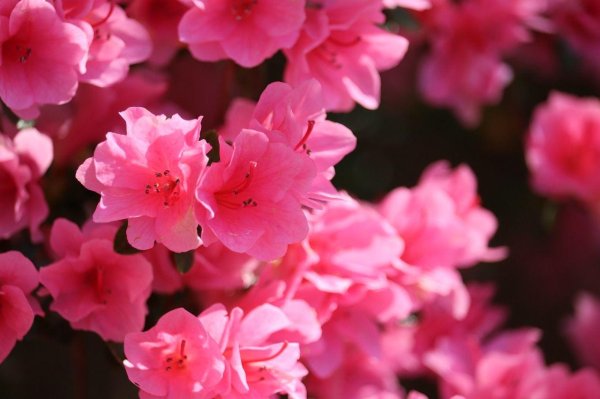 азалия рододендрон