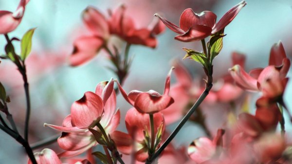 кизил цветение