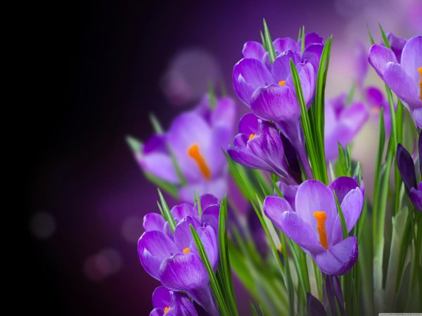 крокусы сиреневые