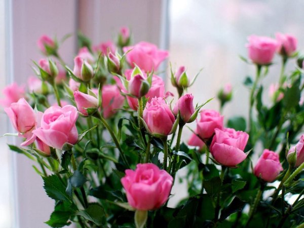 кустовая роза