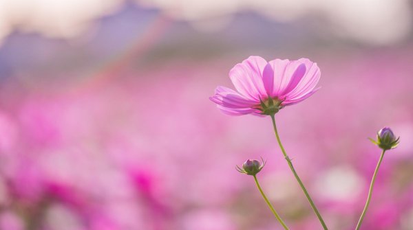 космея луговая