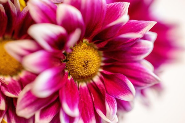 хризантемы красивые