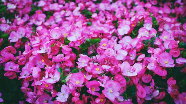begonia semperflorens